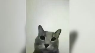 mean cat