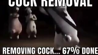 Cock removal #2