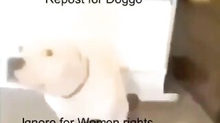 Doggo