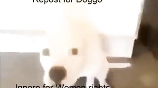 Doggo #4