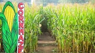 Corn #4