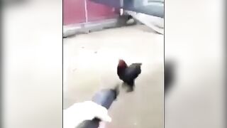 Chicken go brrrr #4