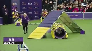 Tiny Shrek running through an obstacle course #2